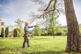 How Our Tree Care Process Works  in  Columbine, CO