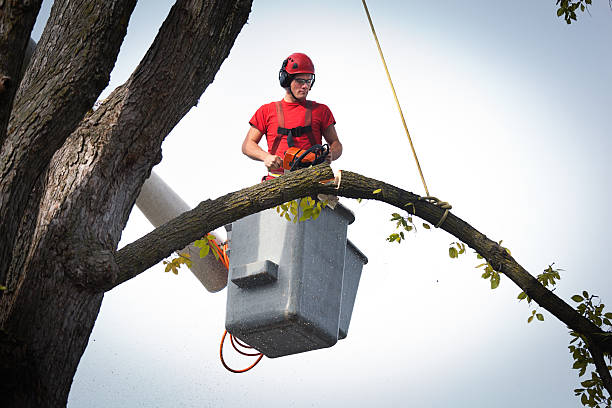 Trusted Columbine, CO  Tree Services Experts